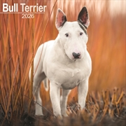 Buy Bull Terrier Calendar 2026 Square Dog Breed Wall Calendar - 16 Month