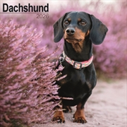 Buy Dachshund Calendar 2026 Square Dog Breed Wall Calendar - 16 Month