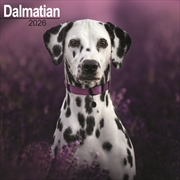 Buy Dalmatian Calendar 2026 Square Dog Breed Wall Calendar - 16 Month