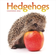Buy Hedgehogs Square Wall Calendar 2026