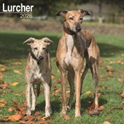 Buy Lurcher Calendar 2026 Square Dog Breed Wall Calendar - 16 Month