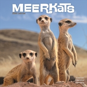 Buy Meerkats Calendar 2026 Square Wildlife Safari Wall Calendar - 16 Month