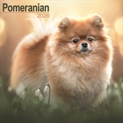 Buy Pomeranian Calendar 2026 Square Dog Breed Wall Calendar - 16 Month
