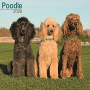 Buy Poodle Calendar 2026 Square Dog Breed Wall Calendar - 16 Month
