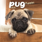 Buy Pug Puppies Square Mini Calendar 2026