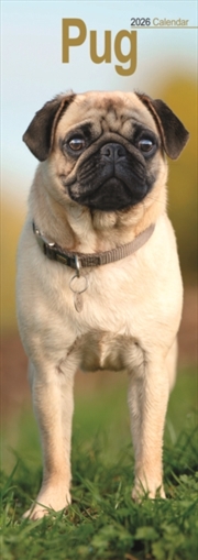 Buy Pug Slim Calendar 2026 Dog Breed Slimline Calendar - 12 Month