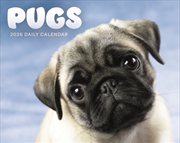 Buy Pugs Box Calendar 2026