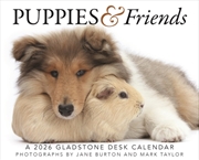 Buy Puppies Friends Box Calendar 2026