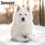 Buy Samoyed Calendar 2026 Square Dog Breed Wall Calendar - 16 Month