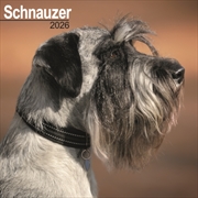 Buy Schnauzer (Euro) Calendar 2026 Square Dog Breed Wall Calendar - 16 Month