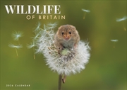Buy Wildlife Of Britain A4 Calendar 2026
