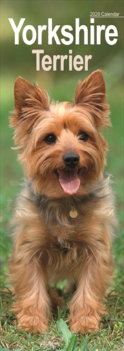 Buy Yorkshire Terrier Slim Calendar 2026 Dog Breed Slimline Calendar - 12 Month