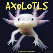 Buy Axolotls 2026 12 X 12 Wall Calendar