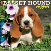 Buy Basset Hound Puppies 2026 12 X 12 Wall Calendar