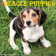 Buy Beagle Puppies 2026 12 X 12 Wall Calendar