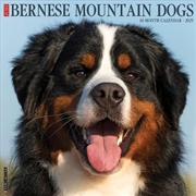Buy Bernese Mountain Dogs 2026 12 X 12 Wall Calendar