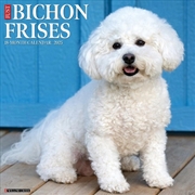 Buy Bichon Frises 2026 12 X 12 Wall Calendar