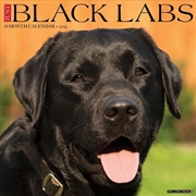 Buy Black Labs 2026 12 X 12 Wall Calendar