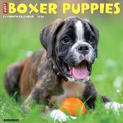 Buy Boxer Puppies 2026 12 X 12 Wall Calendar
