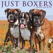 Buy Boxers 2026 12 X 12 Wall Calendar