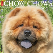 Buy Chow Chows 2026 12 X 12 Wall Calendar