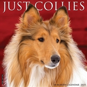 Buy Collies 2026 12 X 12 Wall Calendar