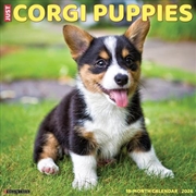 Buy Corgi Puppies 2026 12 X 12 Wall Calendar