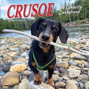 Buy Crusoe The Celebrity Dachshund 2026 7 X 7 Mini Wall Calendar