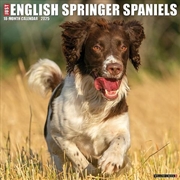 Buy English Springer Spaniels 2026 12 X 12 Wall Calendar