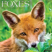 Buy Foxes 2026 12 X 12 Wall Calendar