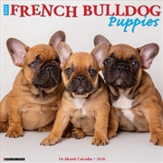 Buy French Bulldog Puppies 2026 12 X 12 Wall Calendar