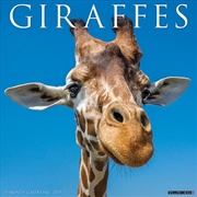 Buy Giraffes 2026 12 X 12 Wall Calendar