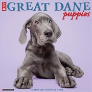 Buy Great Dane Puppies 2026 12 X 12 Wall Calendar