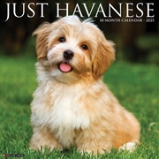 Buy Havanese 2026 12 X 12 Wall Calendar