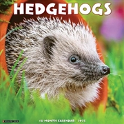 Buy Hedgehogs 2026 12 X 12 Wall Calendar