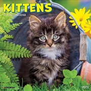 Buy Kittens 2026 7 X 7 Mini Wall Calendar
