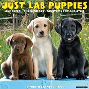 Buy Lab Puppies 2026 12 X 12 Wall Calendar