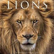 Buy Lions 12 X 12 Wall Calendar