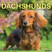 Buy Longhaired Dachshunds 12 X 12 Wall Calendar