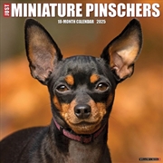 Buy Miniature Pinschers 2026 12 X 12 Wall Calendar