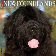 Buy Newfoundlands 2026 12 X 12 Wall Calendar