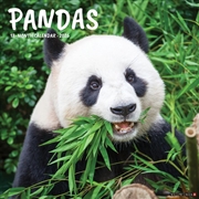 Buy Pandas 12 X 12 Wall Calendar