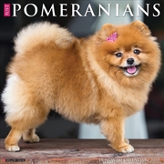 Buy Pomeranians 2026 12 X 12 Wall Calendar