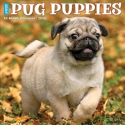 Buy Pug Puppies 2026 12 X 12 Wall Calendar