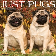 Buy Pugs 2026 12 X 12 Wall Calendar