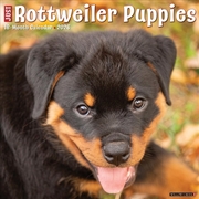Buy Rottweiler Puppies 2026 12 X 12 Wall Calendar