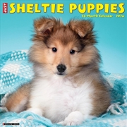 Buy Sheltie Puppies 2026 12 X 12 Wall Calendar