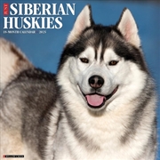 Buy Siberian Huskies 2026 12 X 12 Wall Calendar