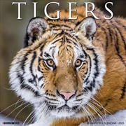 Buy Tigers 2026 12 X 12 Wall Calendar