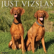 Buy Vizslas 2026 12 X 12 Wall Calendar